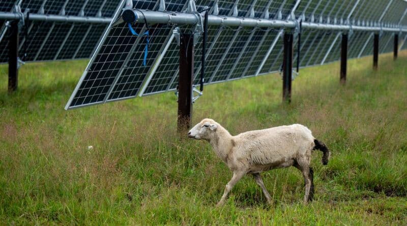 Agrivoltaik: Eine neue Grenze für Landwirte angesichts steigender Treibstoffkosten